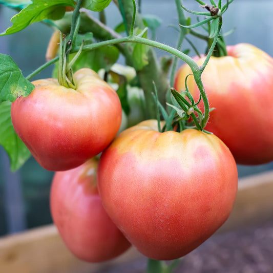 TOMATO - Giant Heart Climber