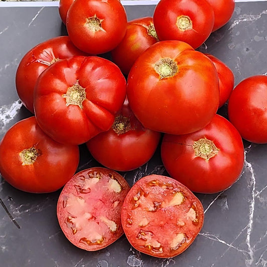 TOMATO - Delicious