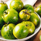 DWARF TOMATO - Aftershock