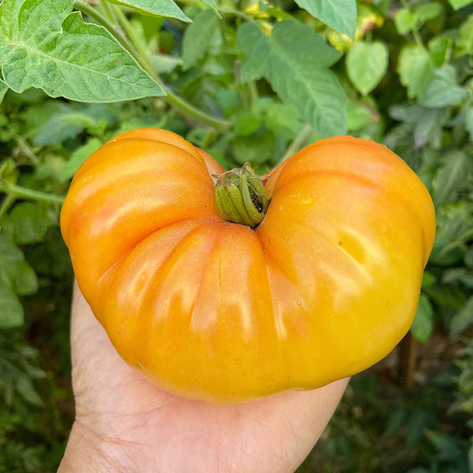 DWARF TOMATO - Perfect Harmony