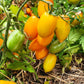 MICRO TOMATO - Golden Hour