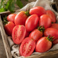 DWARF TOMATO - Melanie's Ballet