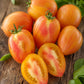 TOMATO - Bleeding Heart