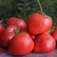 TOMATO - Sherry's Sweetheart