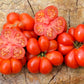 TOMATO - Reisetomate