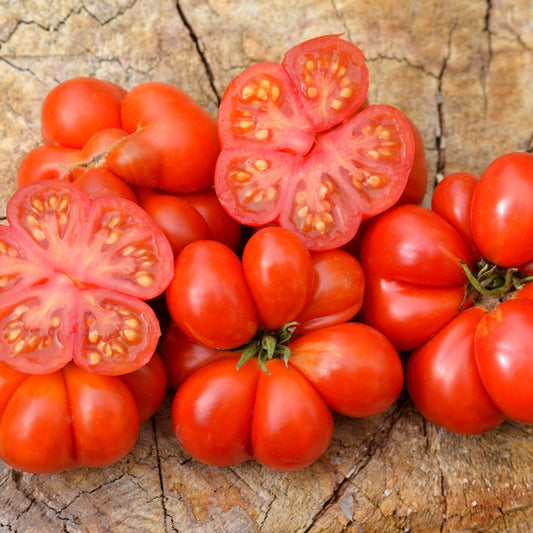 TOMATO - Reisetomate