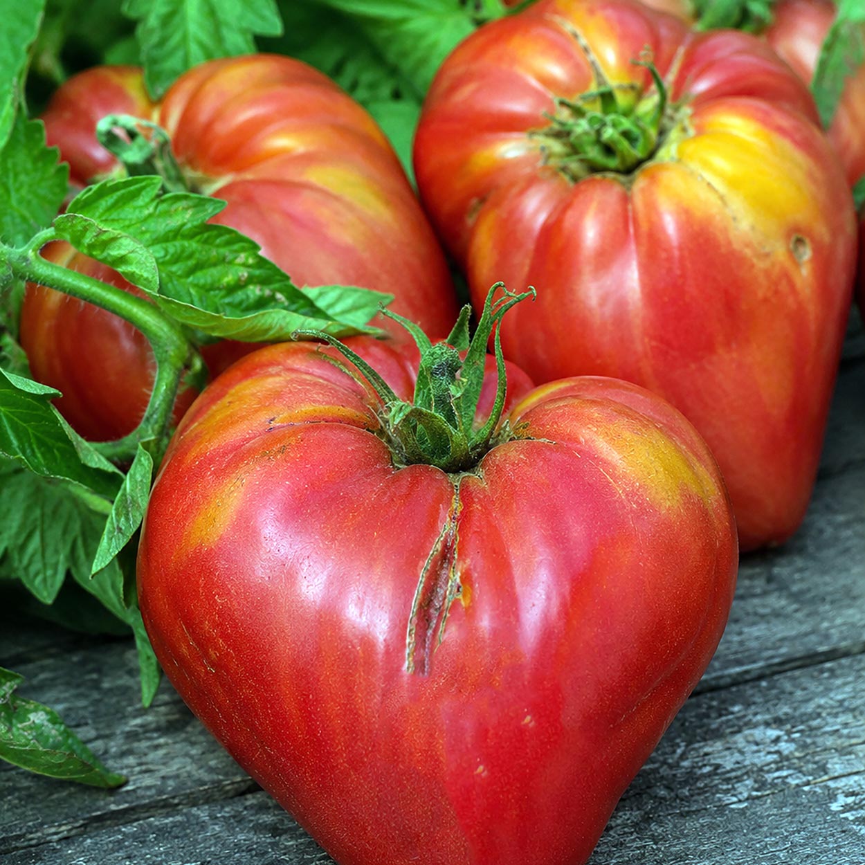 TOMATO - Crushed Heart
