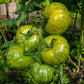 DWARF TOMATO - Mint Streak