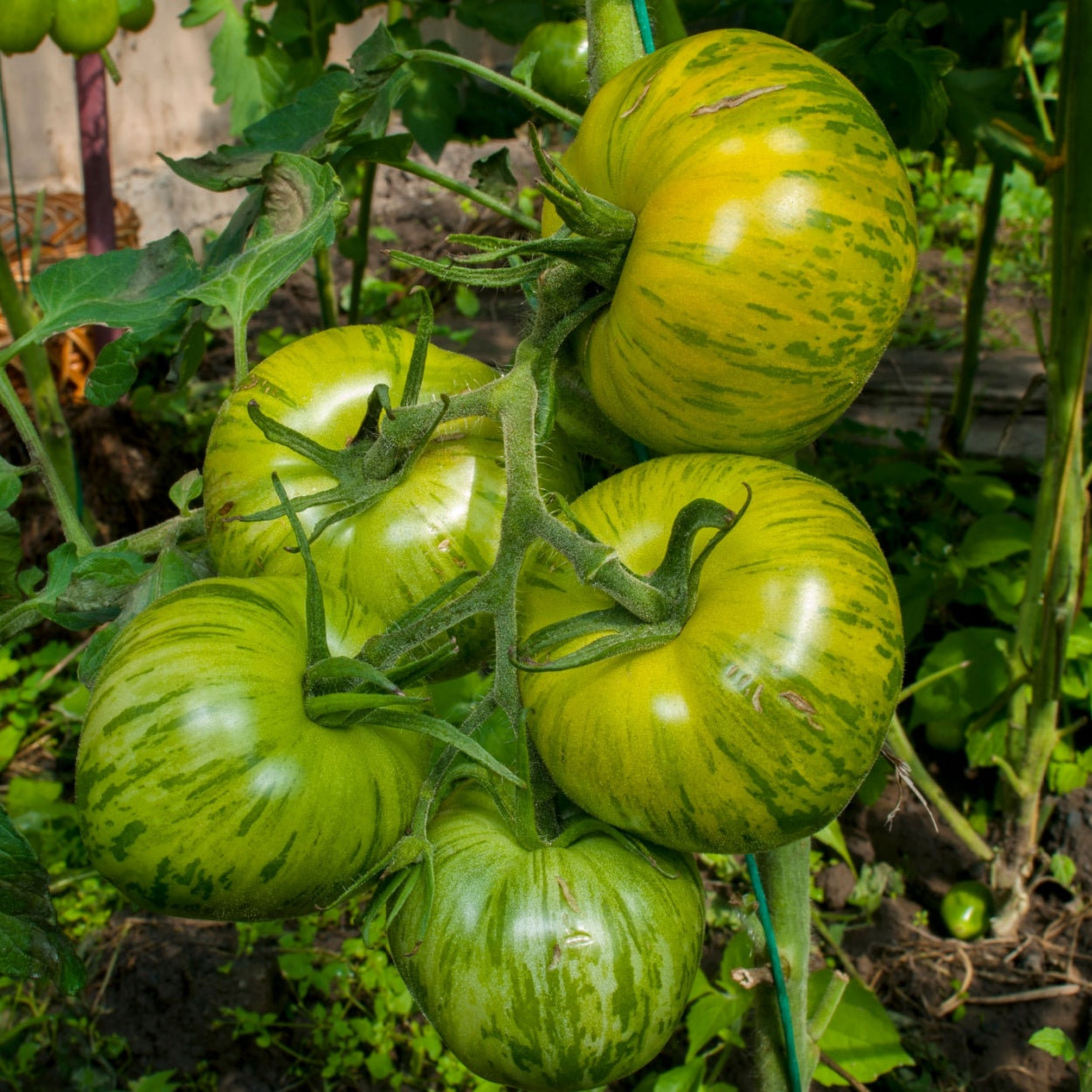 DWARF TOMATO - Mint Streak