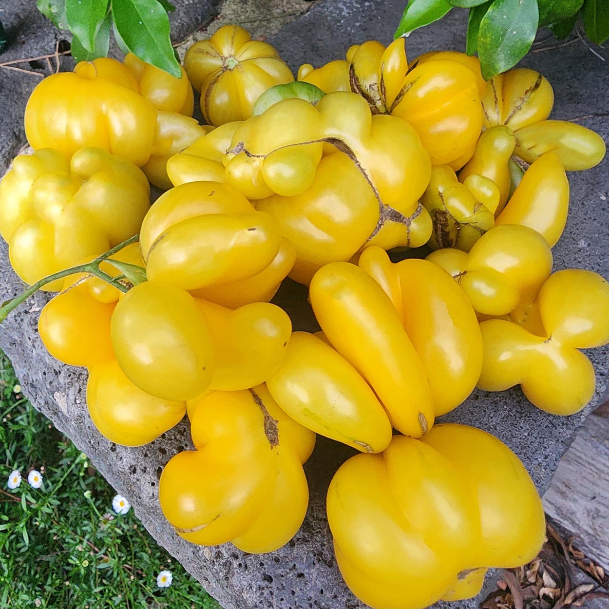 TOMATO - Phil's One