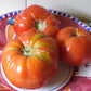 TOMATO - Big Zac