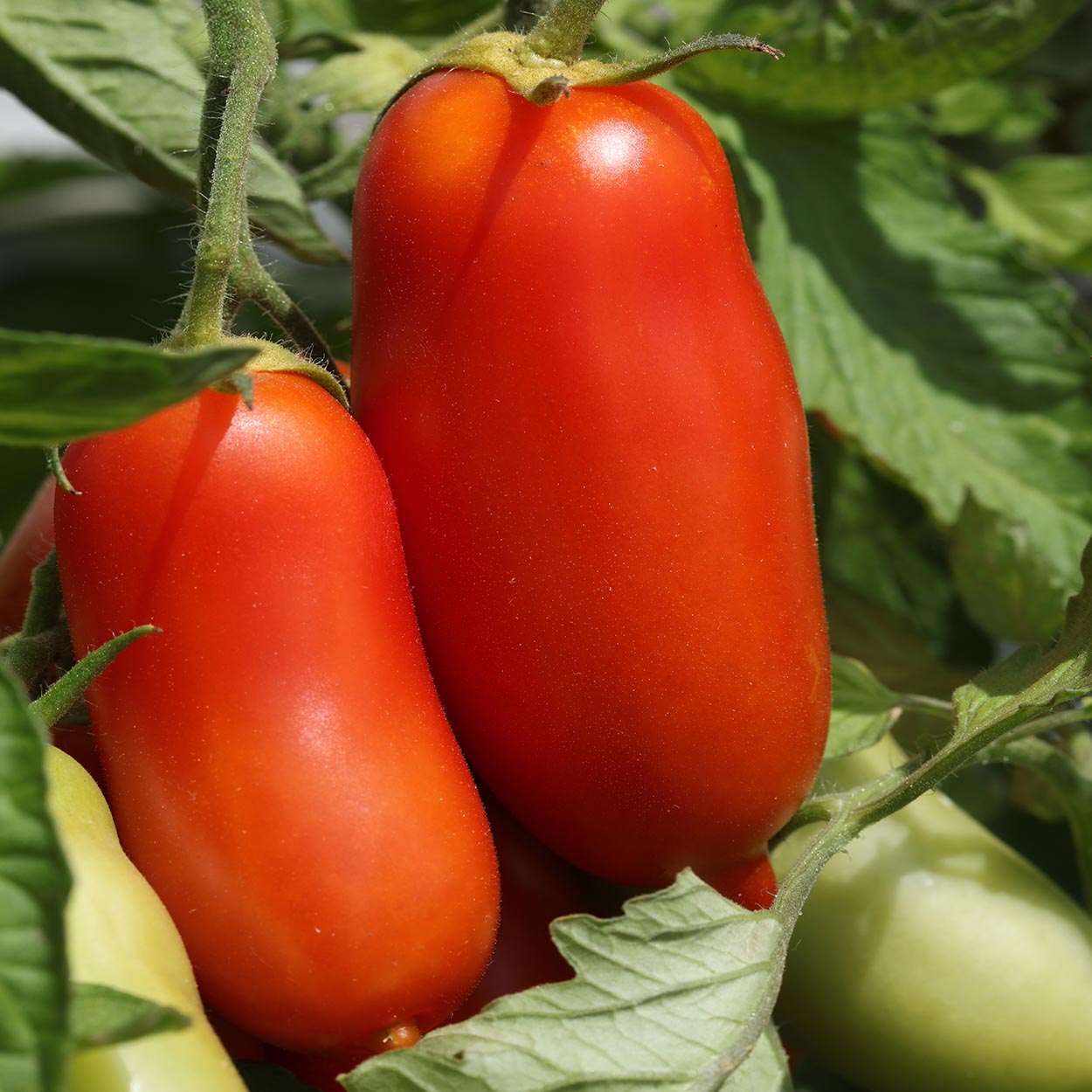 TOMATO - Enormous Plum