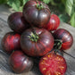 DWARF TOMATO - Eye Candy