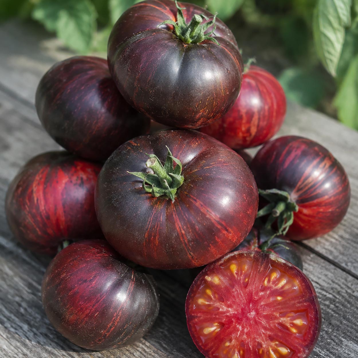 DWARF TOMATO - Eye Candy