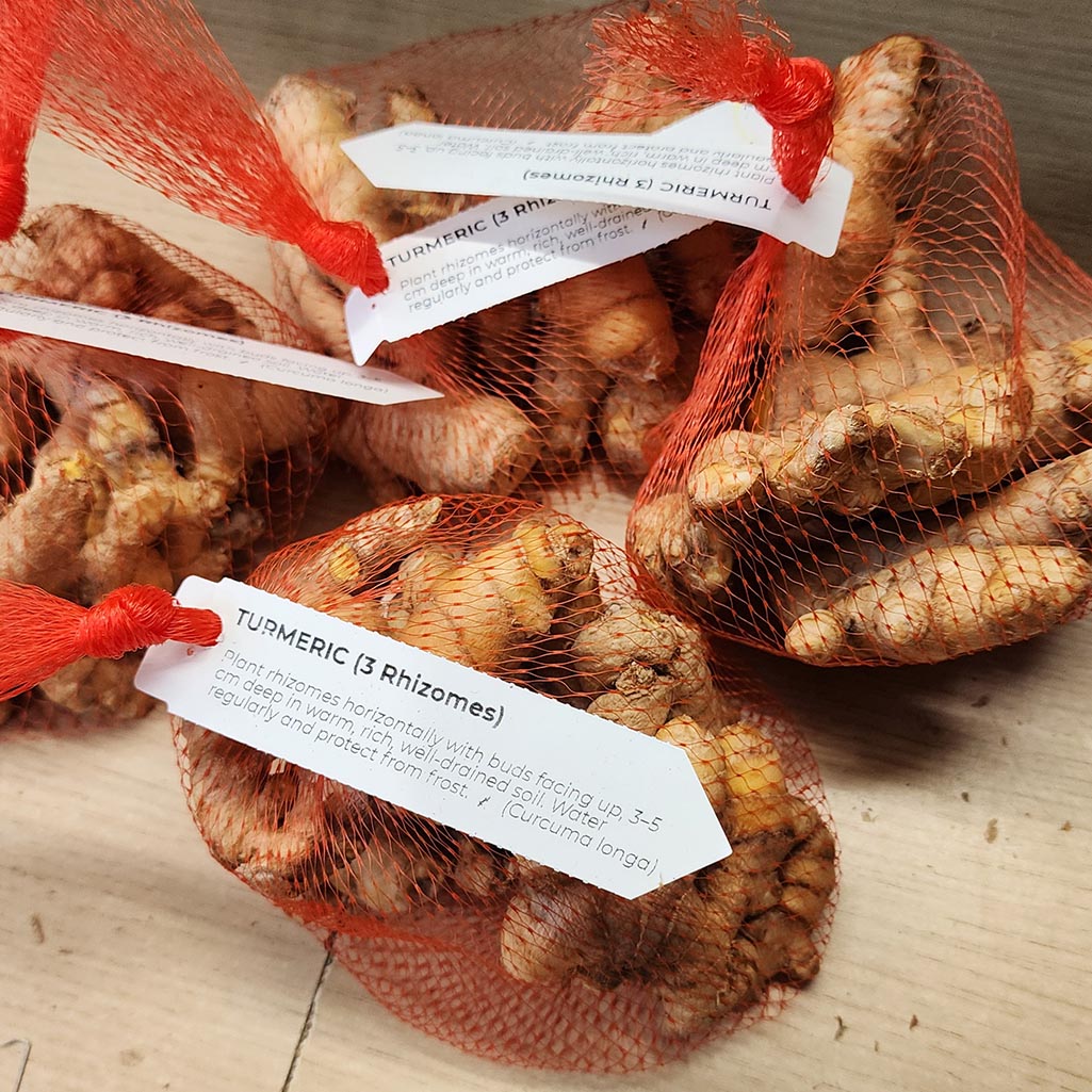 Organically Grown Turmeric (3 Rhizomes)