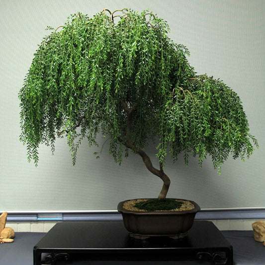 Sticky Wattle - Acacia howittii