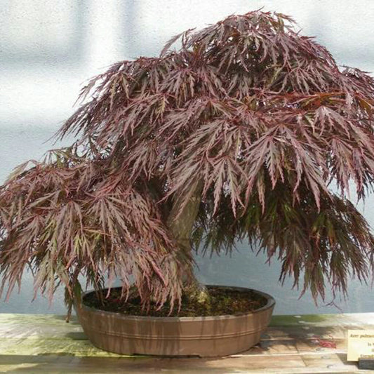 Red Cut Leaved Japanese Maple - Acer palmatum atropurpureum dissectum