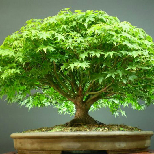 Japanese Maple - Acer palmatum