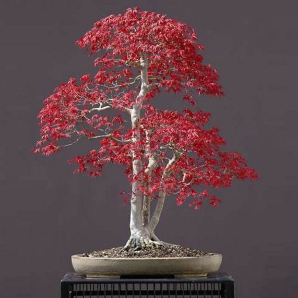 Red Leaf Japanese Maple - Acer palmatum atropurpureum