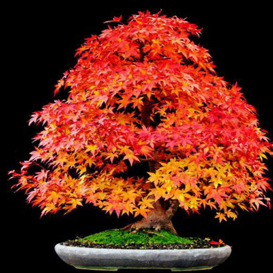 Korean Maple - Acer pseudo-sieboldianum