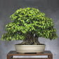 carpinus turczaninowii bonsai