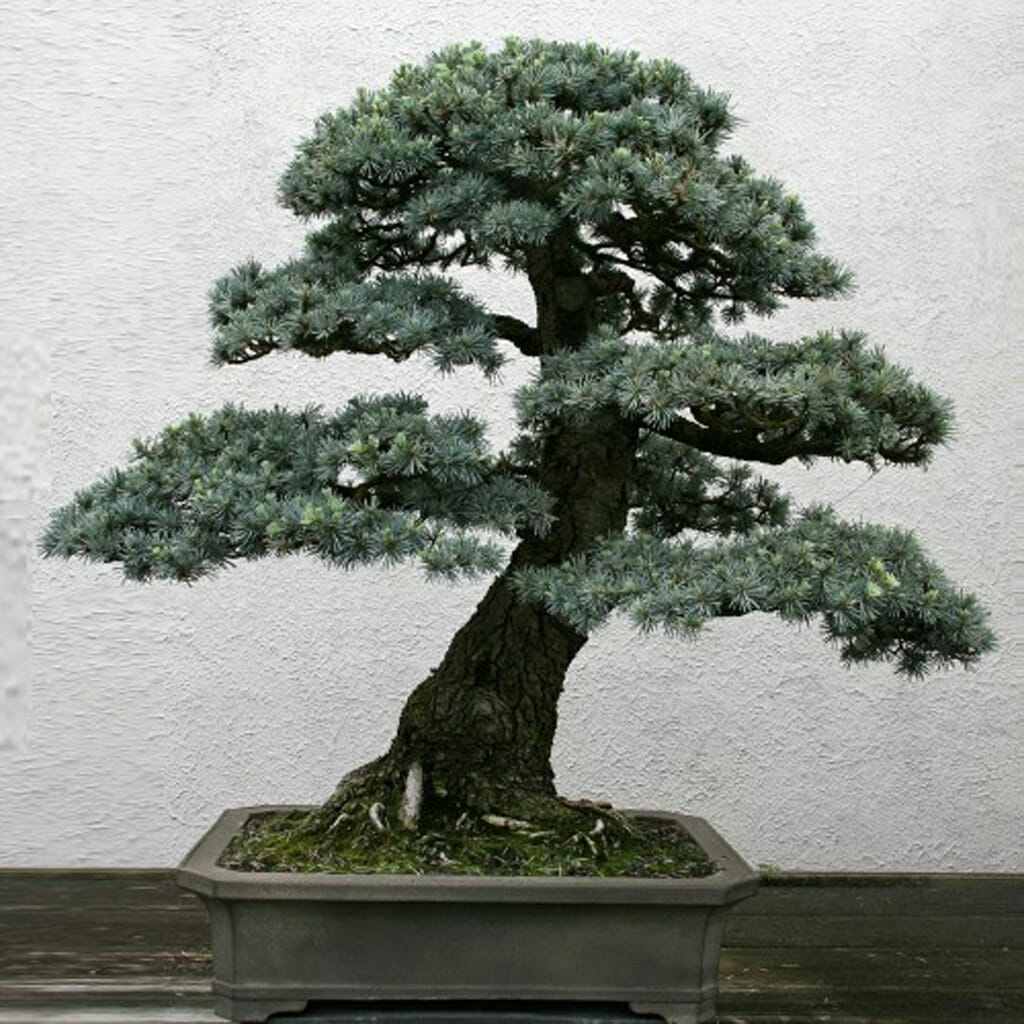 Lebanese Cedar - Cedrus libani | Buy Online at Seeds Of Plenty – Seeds ...