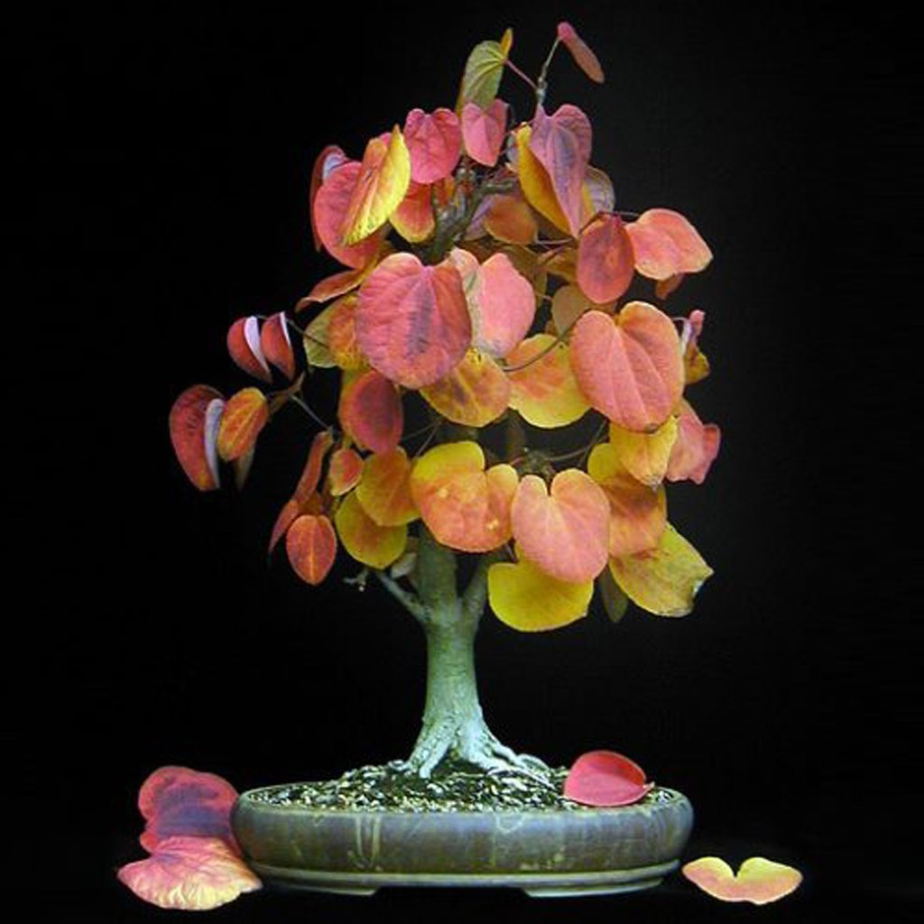 The Katsura Tree Cercidiphyllum