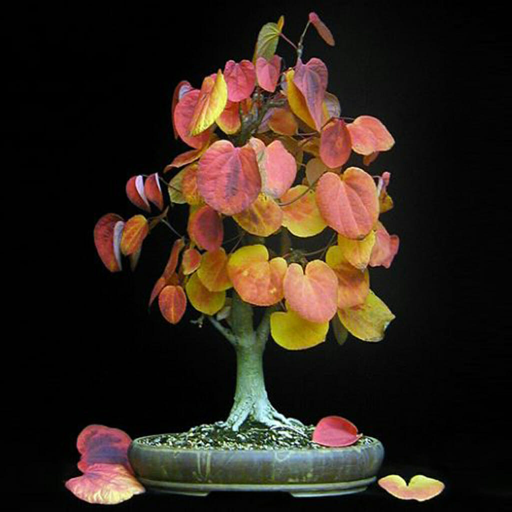 The Katsura Tree - Cercidiphyllum japonica