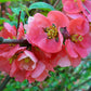 Dwarf Japanese Quince - Chaenomeles japonica