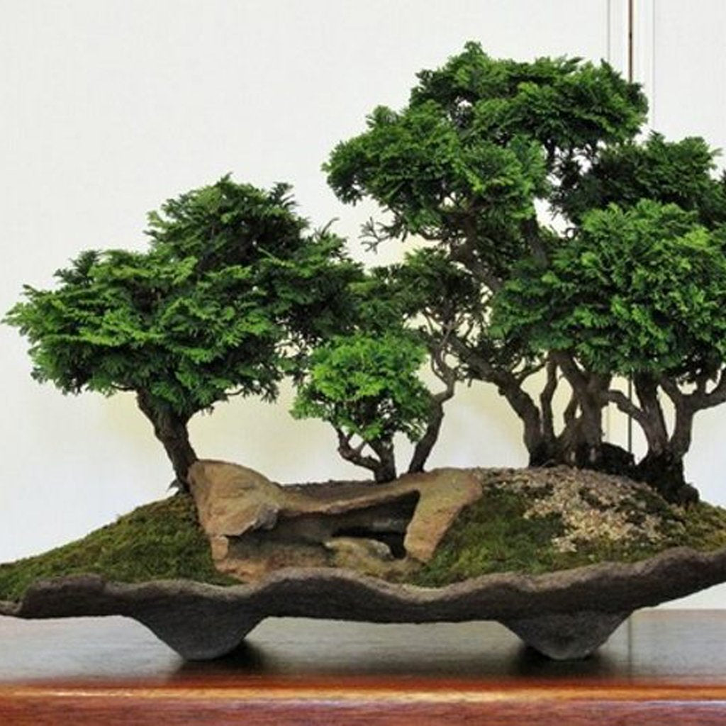 Hinoki Cypress Chamaecyparis