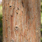 Hinoki Cypress - Chamaecyparis obtusa