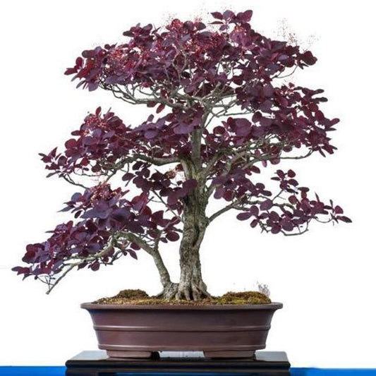 Purple Smoketree Cotinus