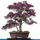 Purple Smoketree - Cotinus coggygria purpureus