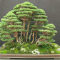 Japanese Cedar - Cryptomeria japonica