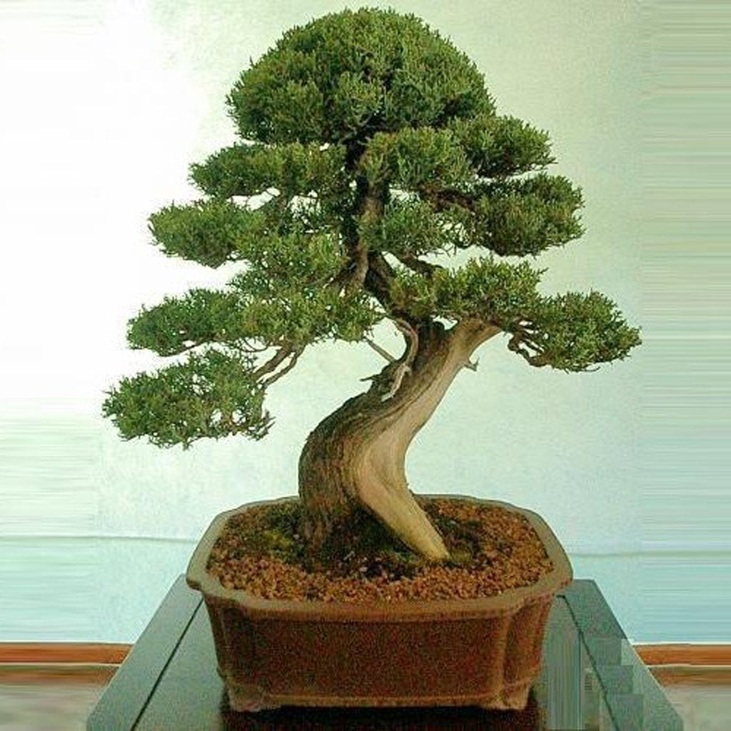 Italian Cypress - Cupressus sempervirens