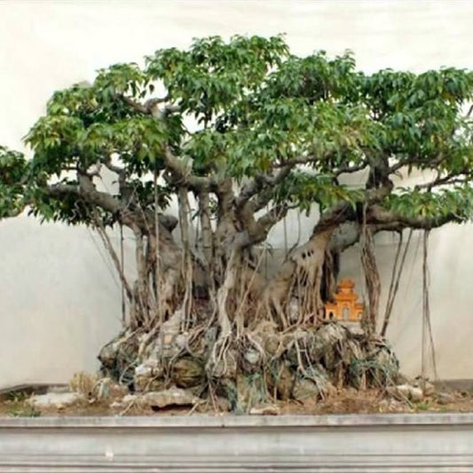 Weeping Fig Ficus