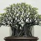 Bodhi Tree Ficus