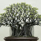 Bodhi Tree - Ficus religiosa