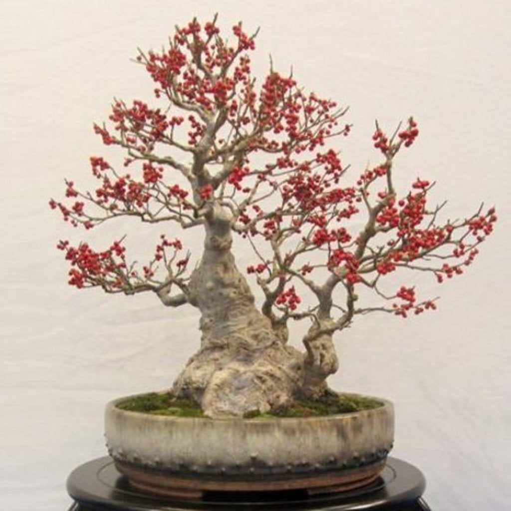 Winterberry Holly Ilex