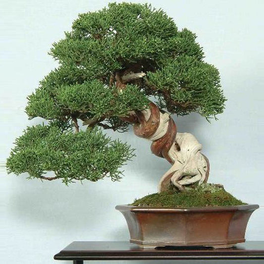 Chinese Juniper Juniperus