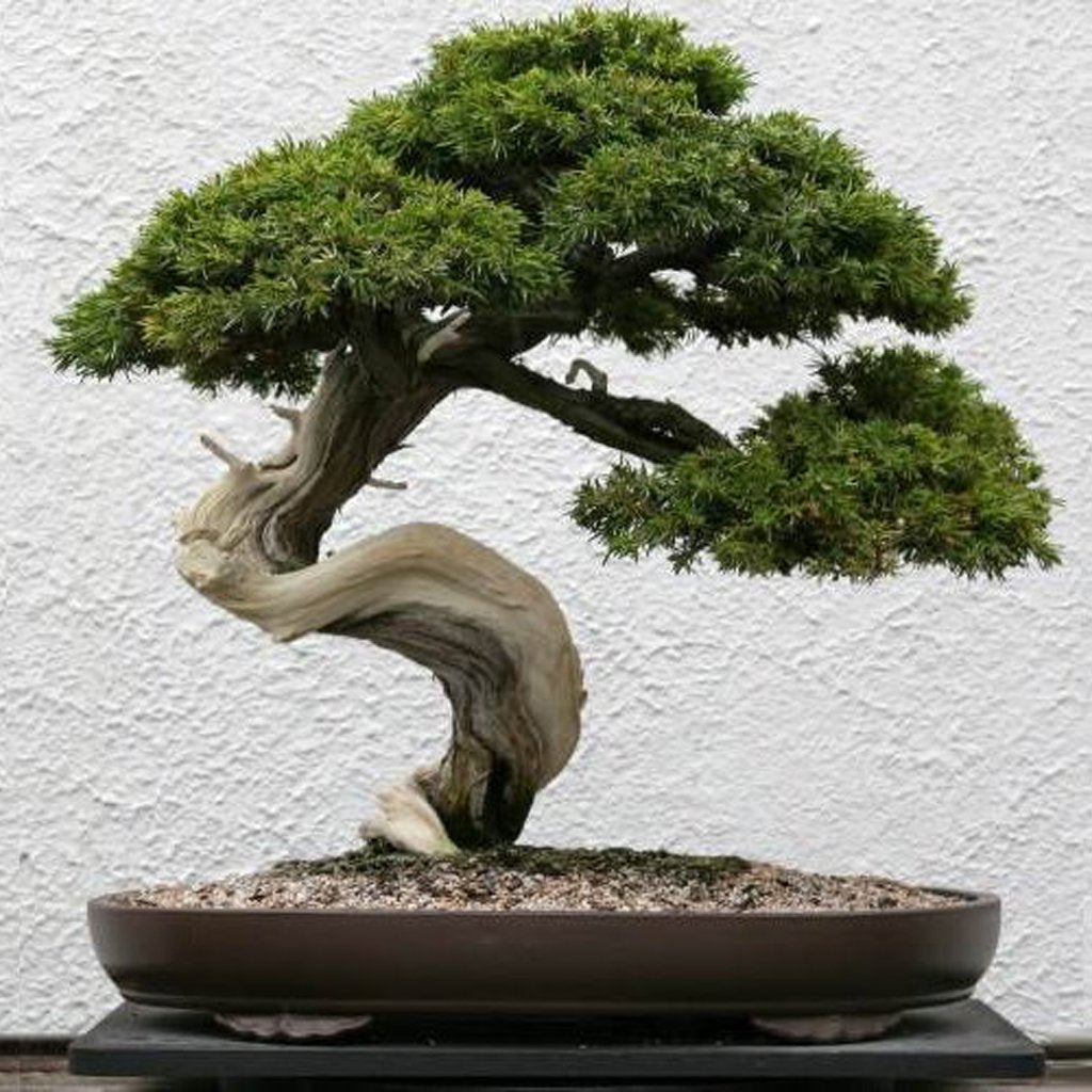 Common Juniper Juniperus