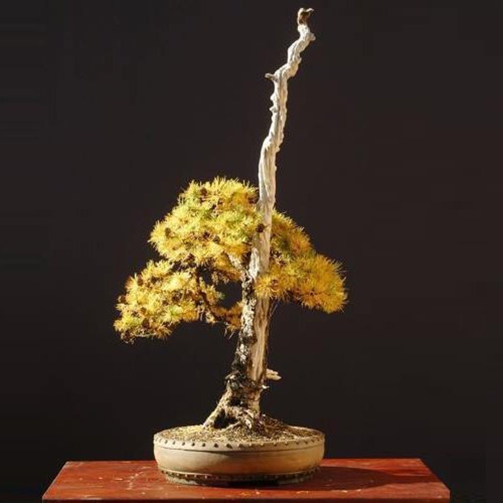 Japanese Larch Larix