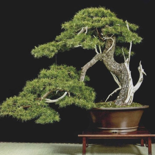 American Larch Larix