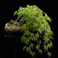 Boston Ivy - Parthenocissus tricuspidata