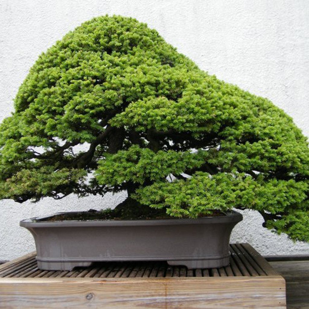 Yeddo Spruce Picea