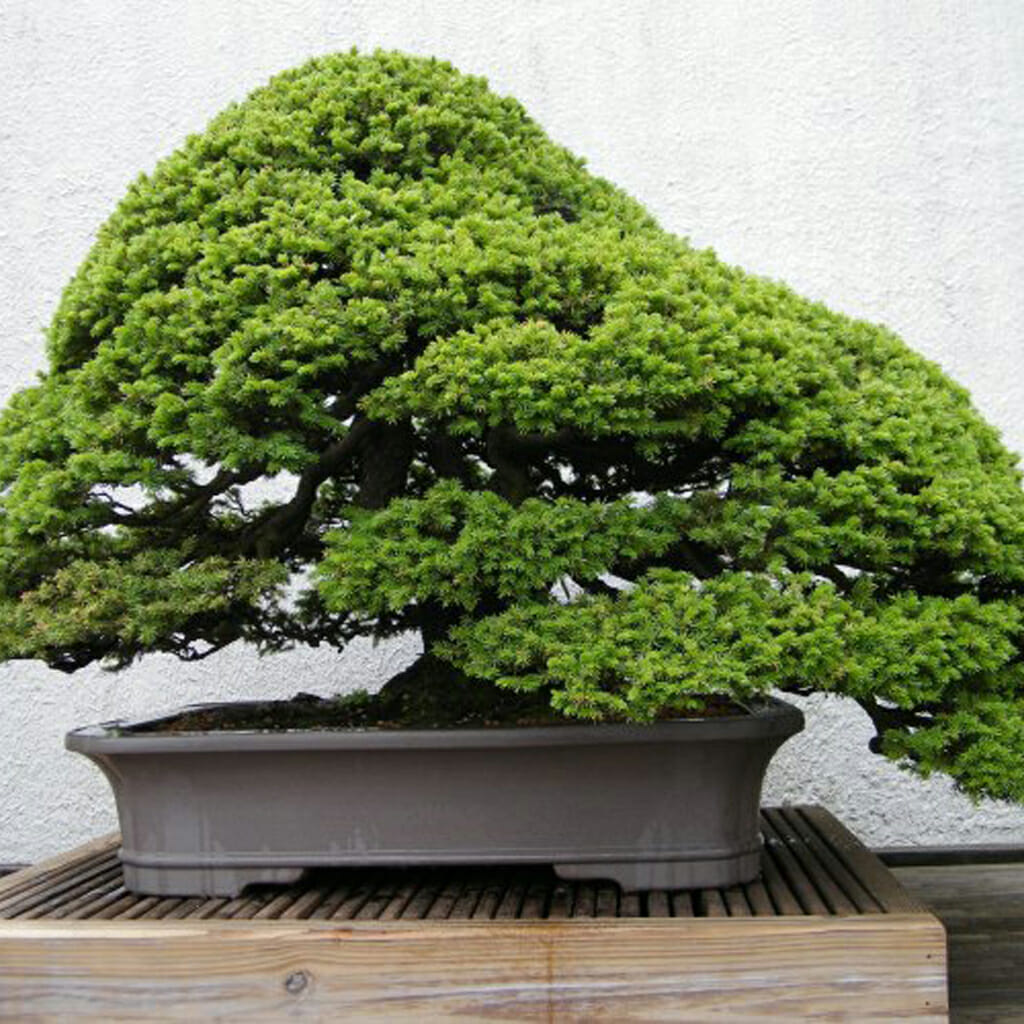 Yeddo Spruce - Picea jezoensis