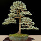 Blue Spruce Picea
