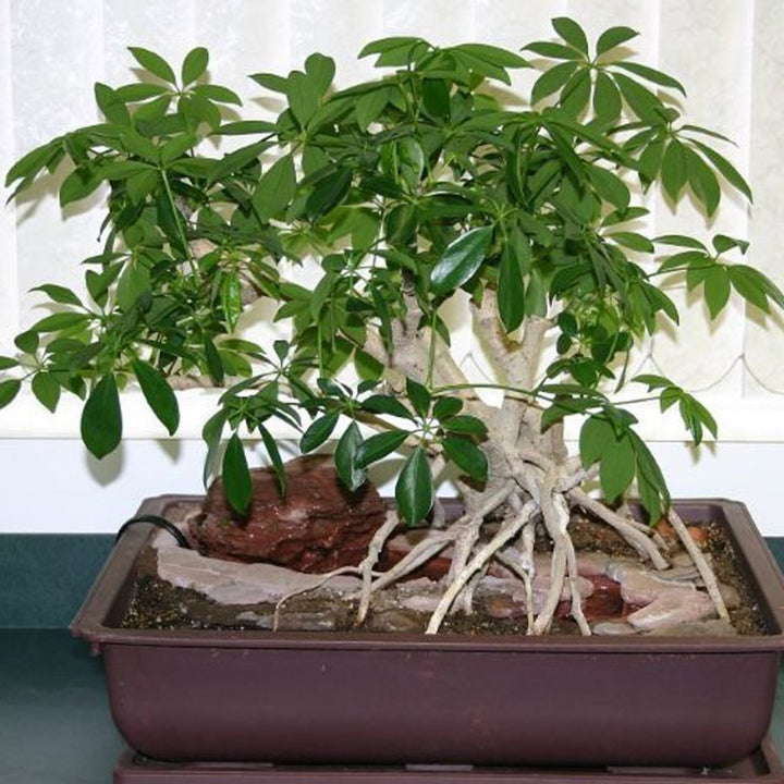 Queensland Umbrella Tree Schefflera