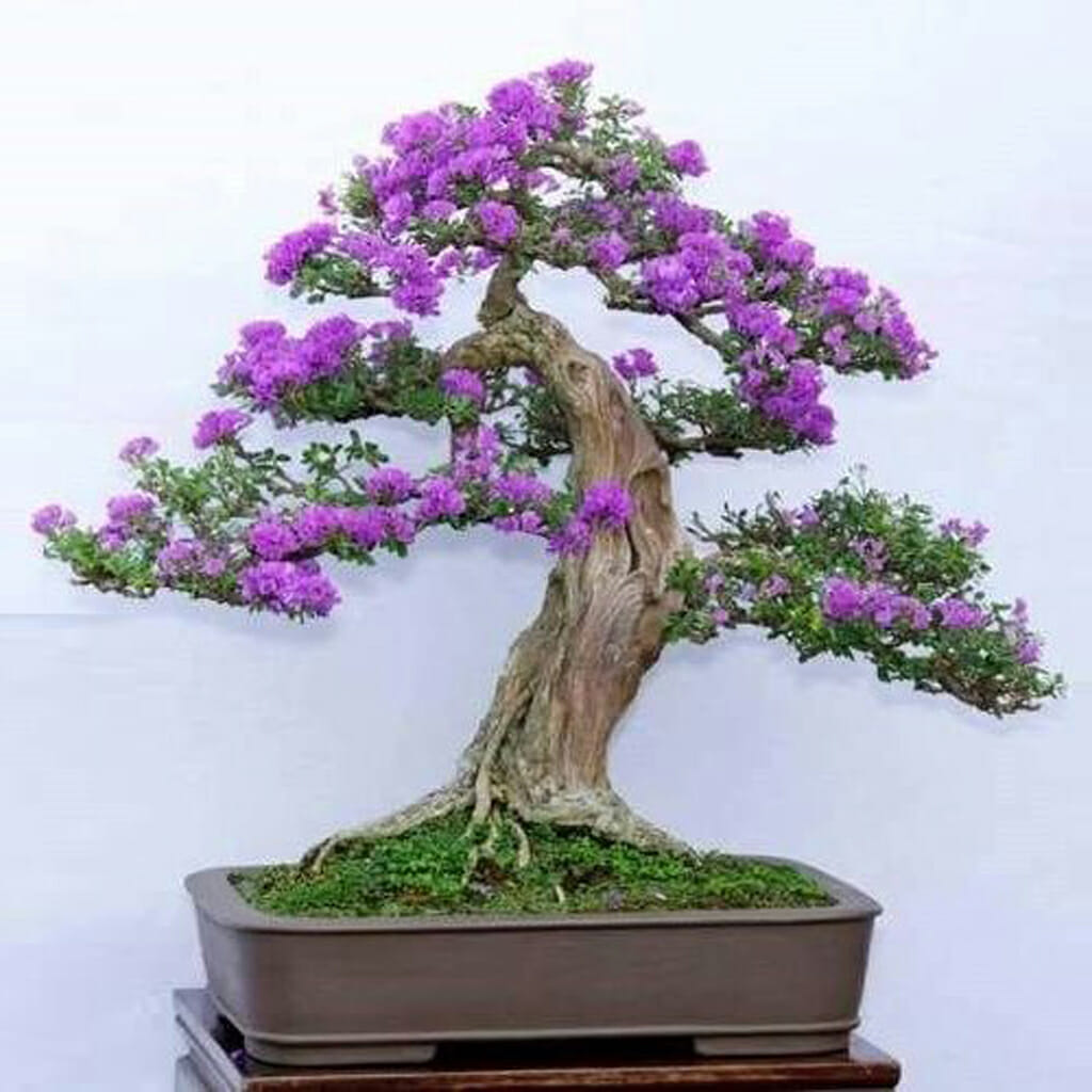 Common Lilac - Syringa vulgaris
