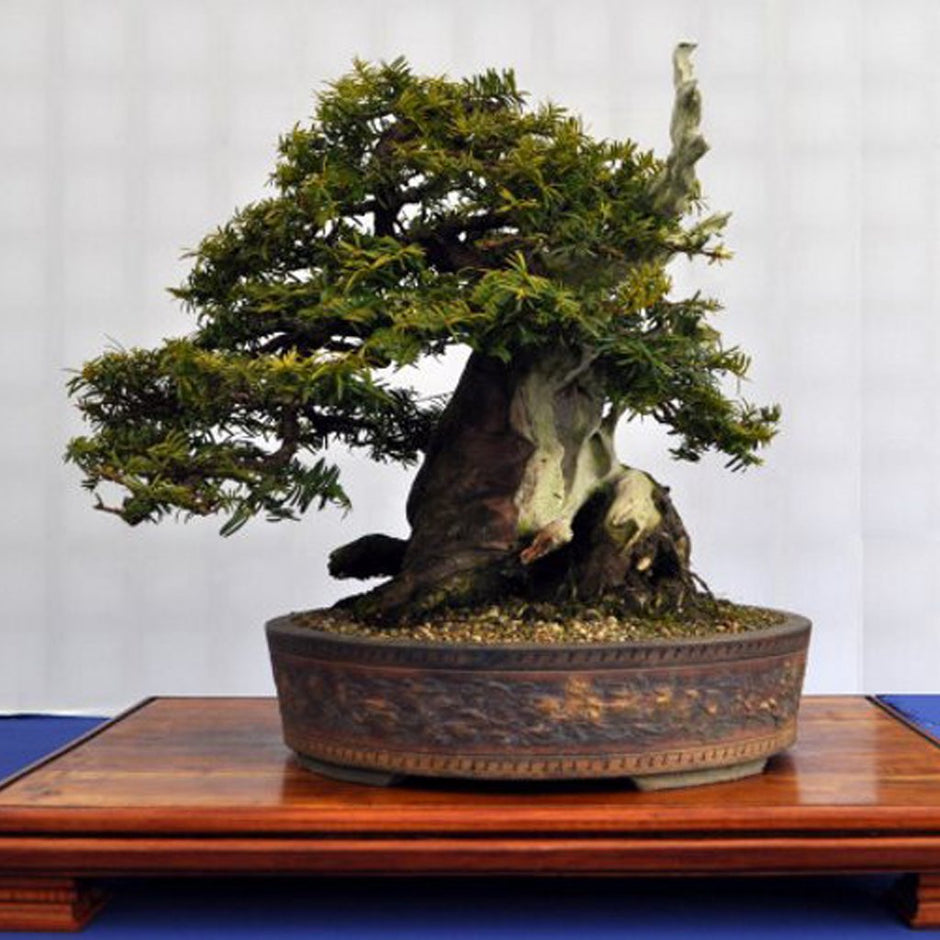 Evergreens / Conifers Bonsai Seeds Buy Online at Seeds of Plenty